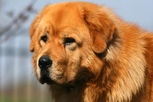 一种狗叫别人家的狗,同样都是拉布拉多,为啥黑毛的那么贵