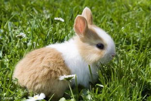 侏儒兔有毛球会吐吗,侏儒兔的毛球怎么排出