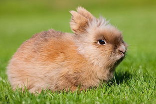 英国1岁兔子身长超1.2米