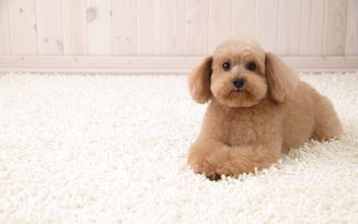 苏州宠物狗狗犬舍出售纯种俊介犬活体小型犬