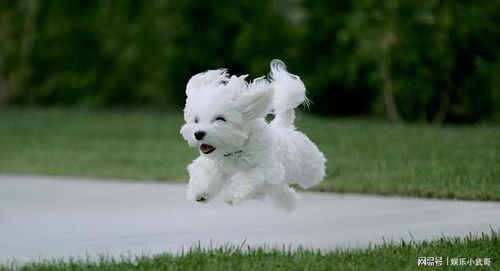 纯种比熊犬幼犬