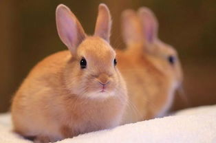 三五八兔病检测法,兔兔健康全看这篇了