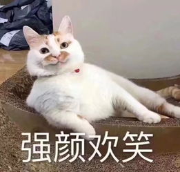 小区门口遇到只流浪猫,诱拐回家后帮其看病,老板看后说我赚了