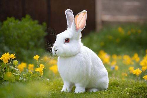 荷兰侏儒兔大而明亮的眼睛,扁鼻子,短头发,肥胖的身材