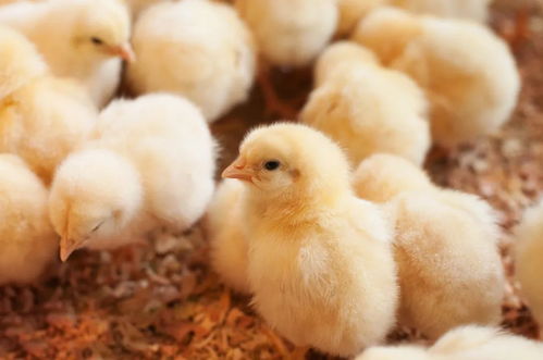 家禽诊断技术丨鸡场兽医如何快速判断鸡常见病
