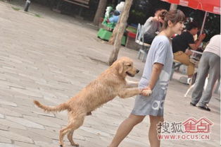 各种宠物幼犬白菜价