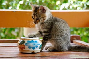 宠物猫喂食罐头有营养吗,长期吃猫罐头是否对猫咪身体健康产生影响
