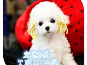 【韩国纯种茶杯体泰迪犬宠物狗活体玩具体泰迪的图片】-绵阳