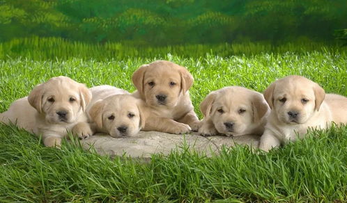 适合家养的5种常见狗狗