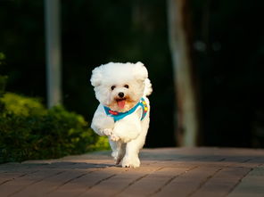 中国风挑灯笼的小狗png图素材图片免费下载