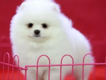 自贡宠物狗犬舍出售纯种袖珍茶杯博美俊介犬卖狗买狗地方在哪有狗市场