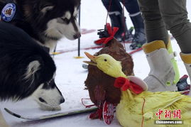 小猎犬资料,小猎犬图片,小猎犬价格