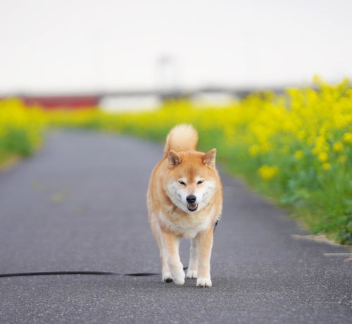 看了组推的