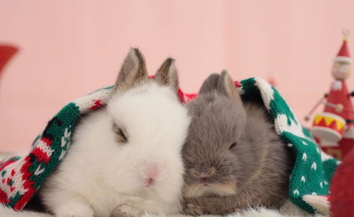 两只可爱宠物兔高清摄影,宠物兔图片素材