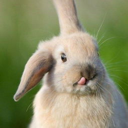 兔子玉米吃多了会拉稀吗,兔子拉肚子怎么办