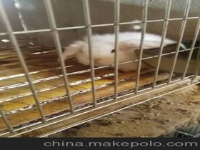 办公室养猫是种什么体验