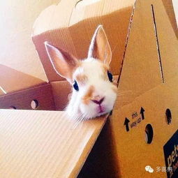 给宠物兔寻个新家