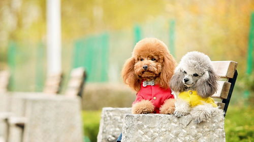 世界上凶猛的十种狗,日本土佐犬上榜,藏獒排名第二