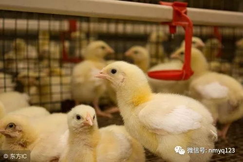 惠州这一批鸡,怕是活不了多久了