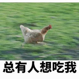 日本网友家里的宠物鸡躺在怀里,一脸享受,原来大公鸡能这么可爱