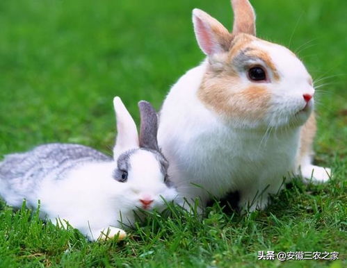 宠物兔的挑选与饲养
