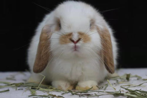 女子买了只兔子,却发现它总叼着一把草,上网询问后笑不出来了