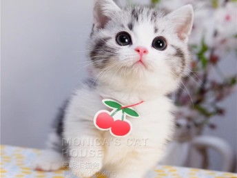 高清可爱萌猫宠物桌面壁纸下载