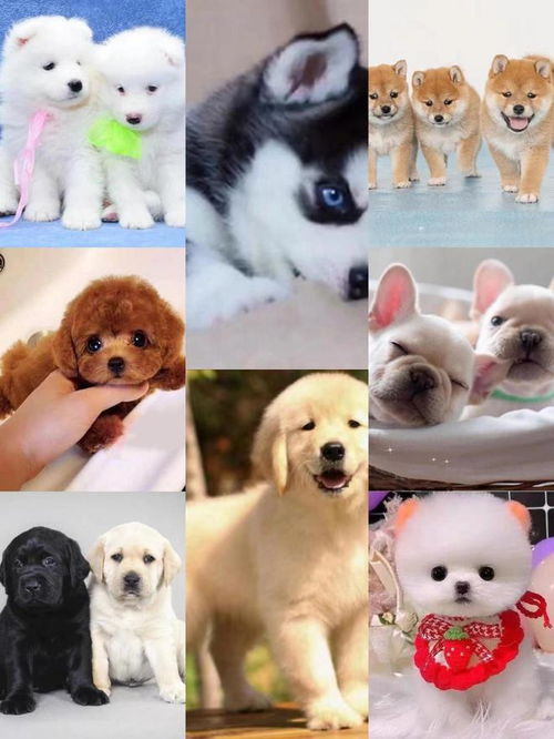 常见的5种小型犬