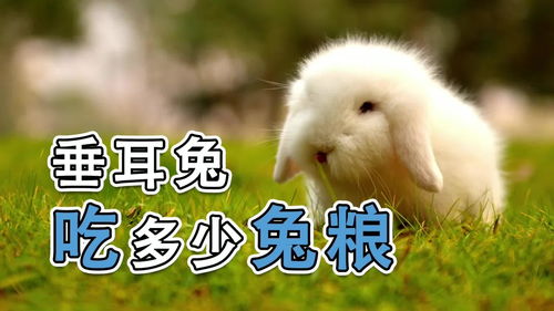 兔子疥螨怎么治疗,兔子疥螨会传染人吗