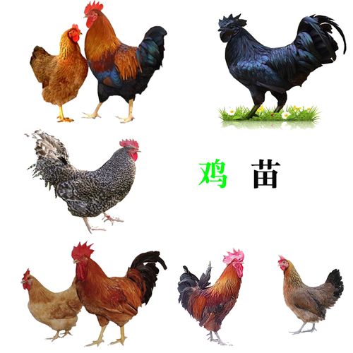 鸡的品种全集1