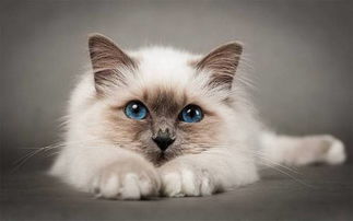 蓝猫情感表达图片免费下载