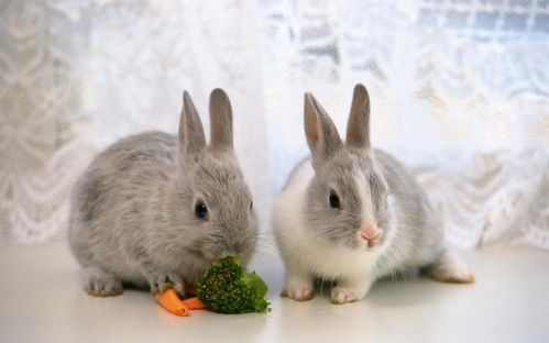 侏儒兔被称为迷你兔,头大身子小又叫q版兔,超萌超可爱