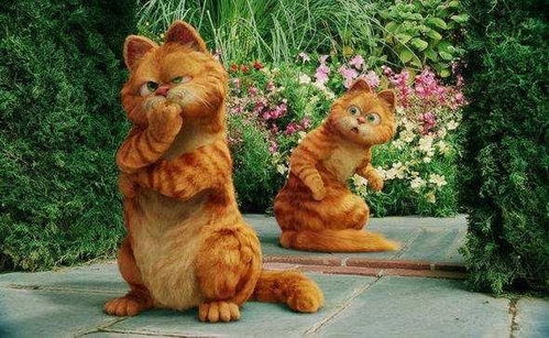 橘猫和白猫卡通宠物猫咪设计图片大小2000x2000px