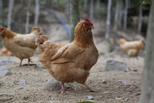 地球上最贵的四种鸡