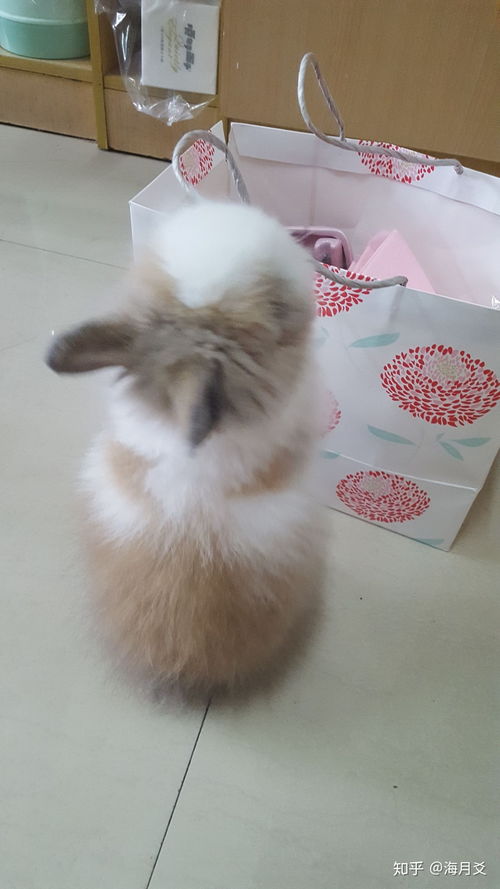 杭州宠物医院养兔知识科普