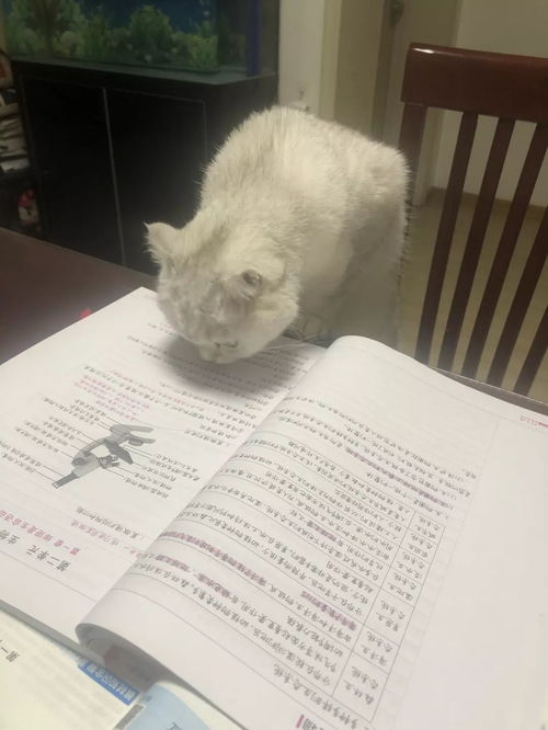 比喜马拉雅山还高冷的猫咪