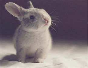 兔子种类的荷兰垂耳兔性格特征