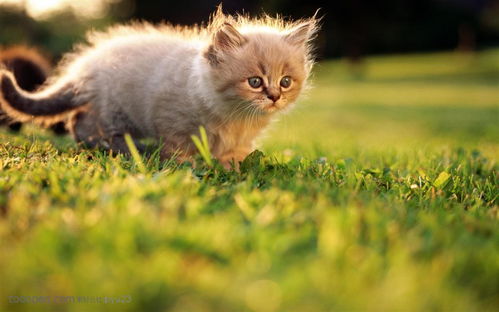 卡通猫狗友好宠物标签素材图片免费下载