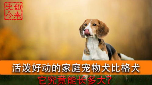 卧着的西施犬高清图片下载