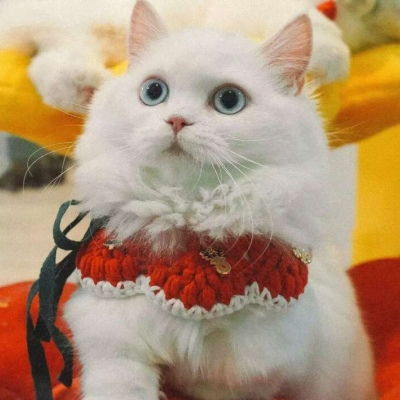 可爱白猫图片就是这种白猫