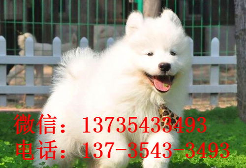 动漫名场面全员败犬