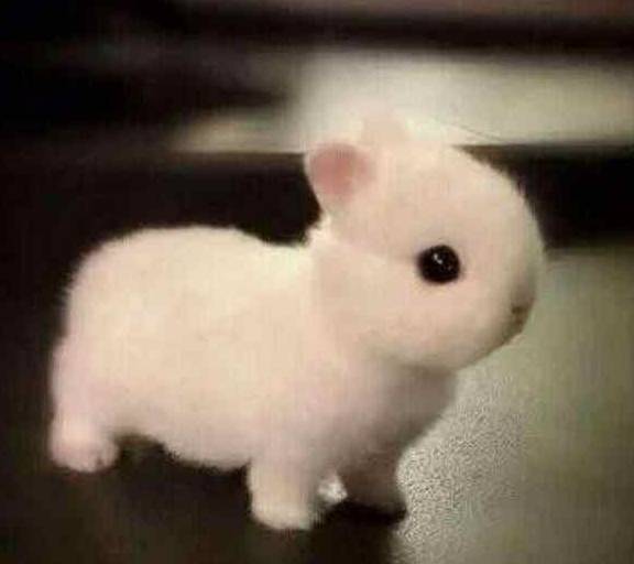 是白兔子养大了好看