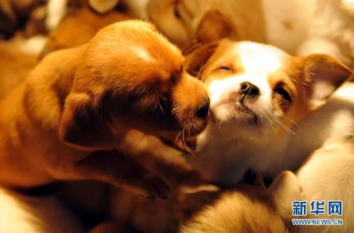 西安宠物狗狗出售纯种巴哥犬幼犬领养