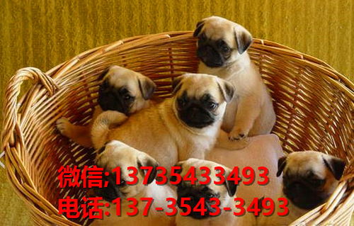 广州买比熊犬价格多少