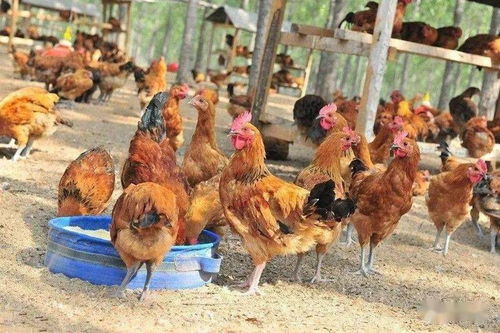 世界上最贵的六种鸡,中国名鸡上榜,一只鸡就价值不菲