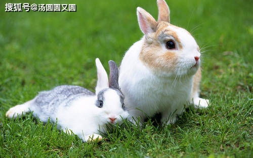 两只品种宠物兔求带走