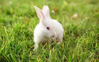 世界上最小的宠物兔,你知道荷兰侏儒兔吗