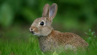 兔兔这么可爱,你喜欢哪一种呢