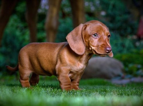 无锡犬舍宠物狗狗出售纯种萨摩犬幼犬白色萨摩耶犬领养