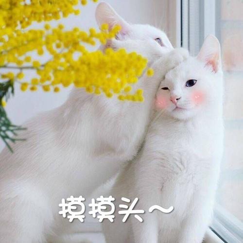 重金寻找猫咪雪糕